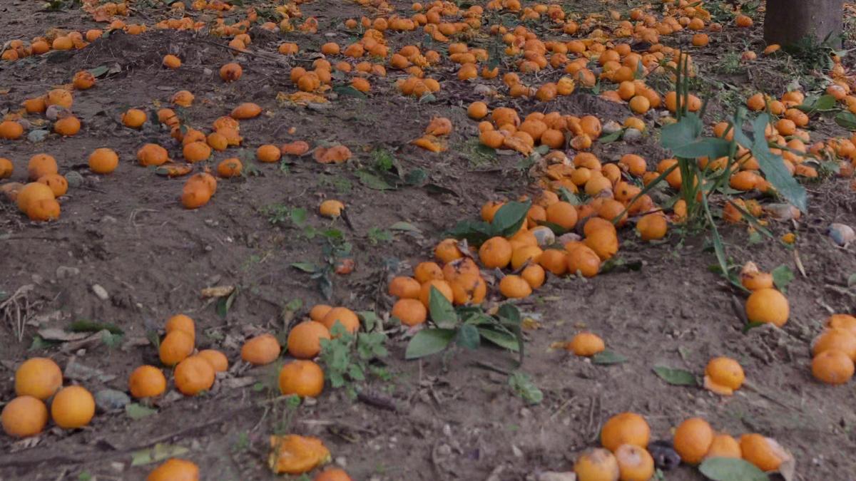 Hatay Narenciye Hasadı 